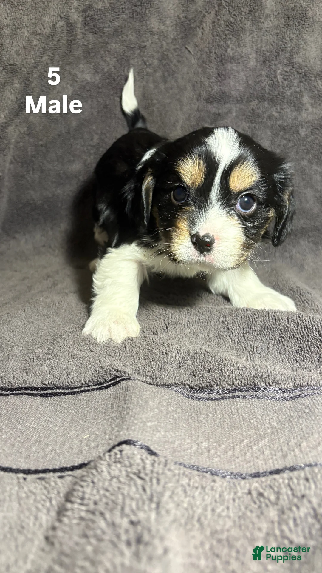 Mixed Breed dogs for sale: Mixed Breed Puppy 3 - Ad 1