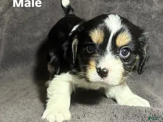 Mixed Breed dogs Mixed Breed Puppy 3 - Ad 21