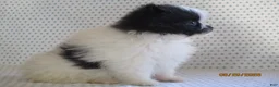 Pomeranian dogs for sale: Tiny - Ad 3