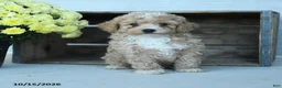 Shihpoo dogs for sale: Arthur - Ad 5