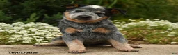 Australian Cattle Dog dogs for sale: Andrea - Ad 3