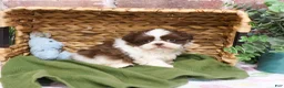 Shih Tzu dogs for sale: Andre  - Ad 8