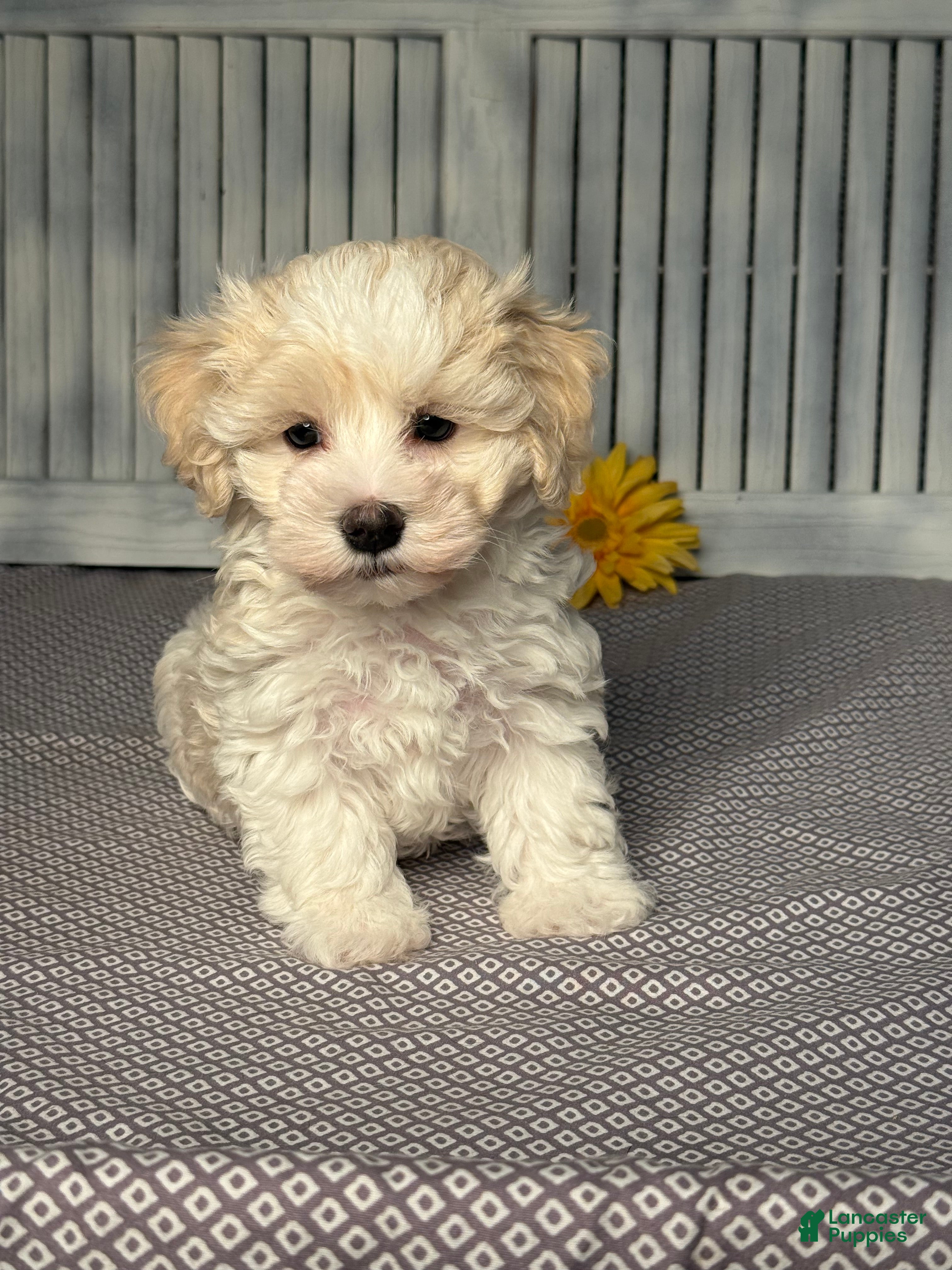 Maltipoo dogs Joey - Ad 1