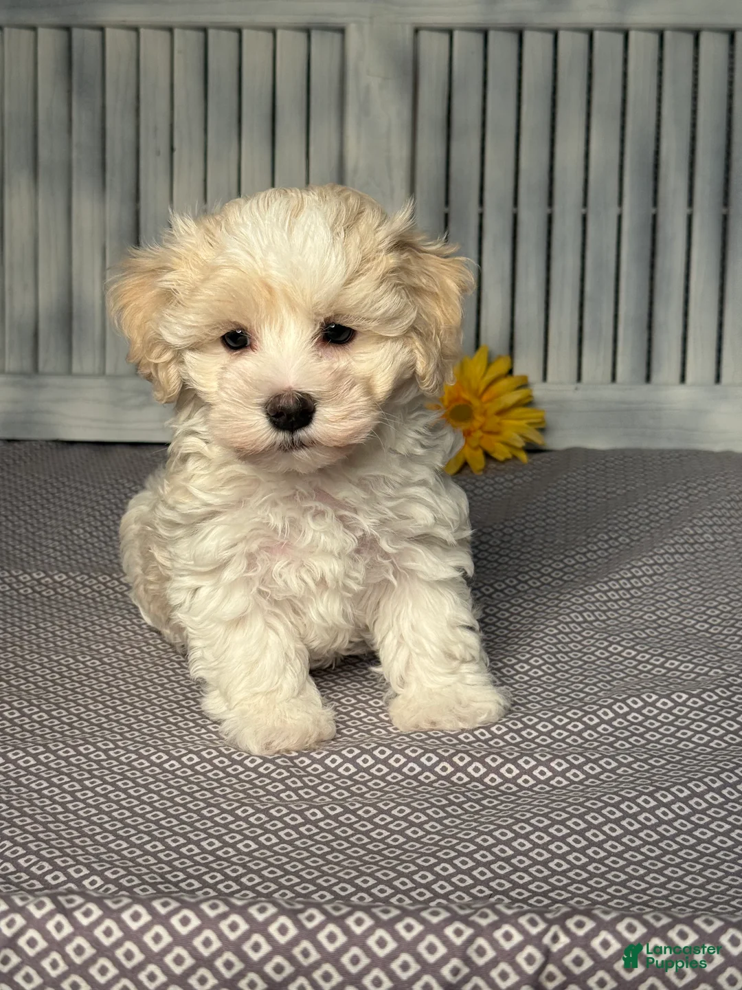 Maltipoo dogs for sale: Joey - Ad 1