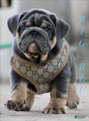 Gallery Image {{count}}