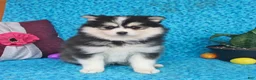 Pomsky dogs for sale: Bolt - Ad 5