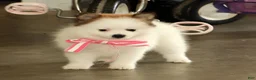Pomeranian dogs for sale: Sadie - Ad 6