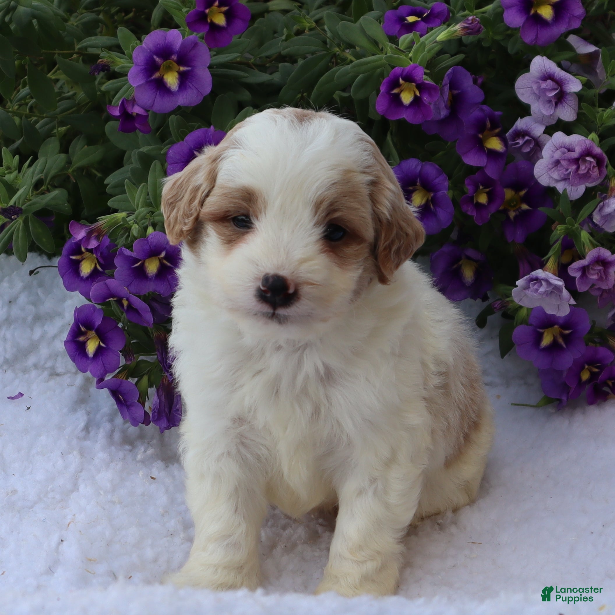 Mini Goldendoodle dogs Chester - Ad 1