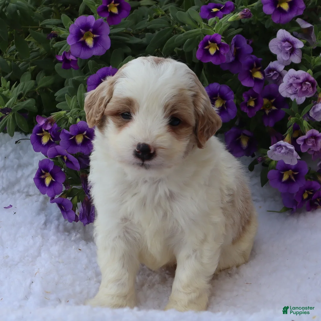 Mini Goldendoodle dogs for sale: Chester - Ad 1