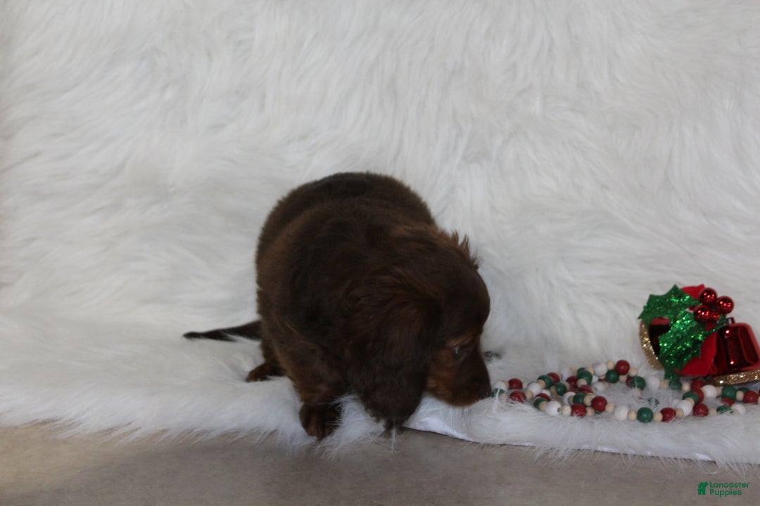 Miniature Dachshund dogs for sale: Holly - Ad 5