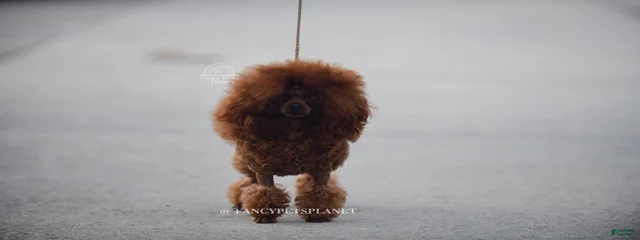 Tarzan 