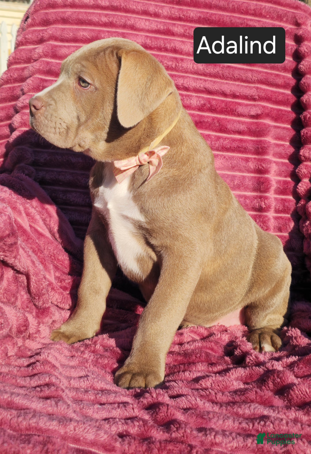 Cane Corso dogs for sale: Adalind - Ad 3