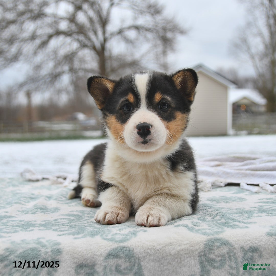 Welsh Corgi Pembroke dogs for sale: Callie - Ad 4