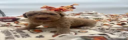 Labradoodle dogs for sale: Gus  - Ad 4