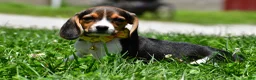Beagle dogs for sale: Veronica - Ad 9