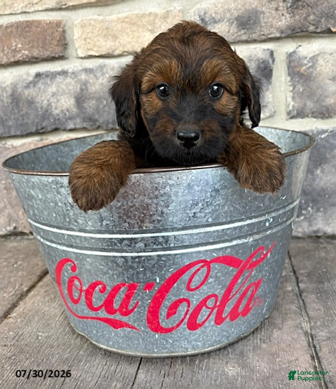 Whoodle dogs for sale: Mia - Ad 2