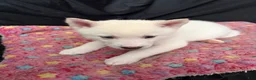 Pomsky dogs for sale: Snow - Ad 3
