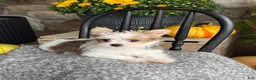 Yorkshire Terrier dogs for sale: Timmy - Ad 2