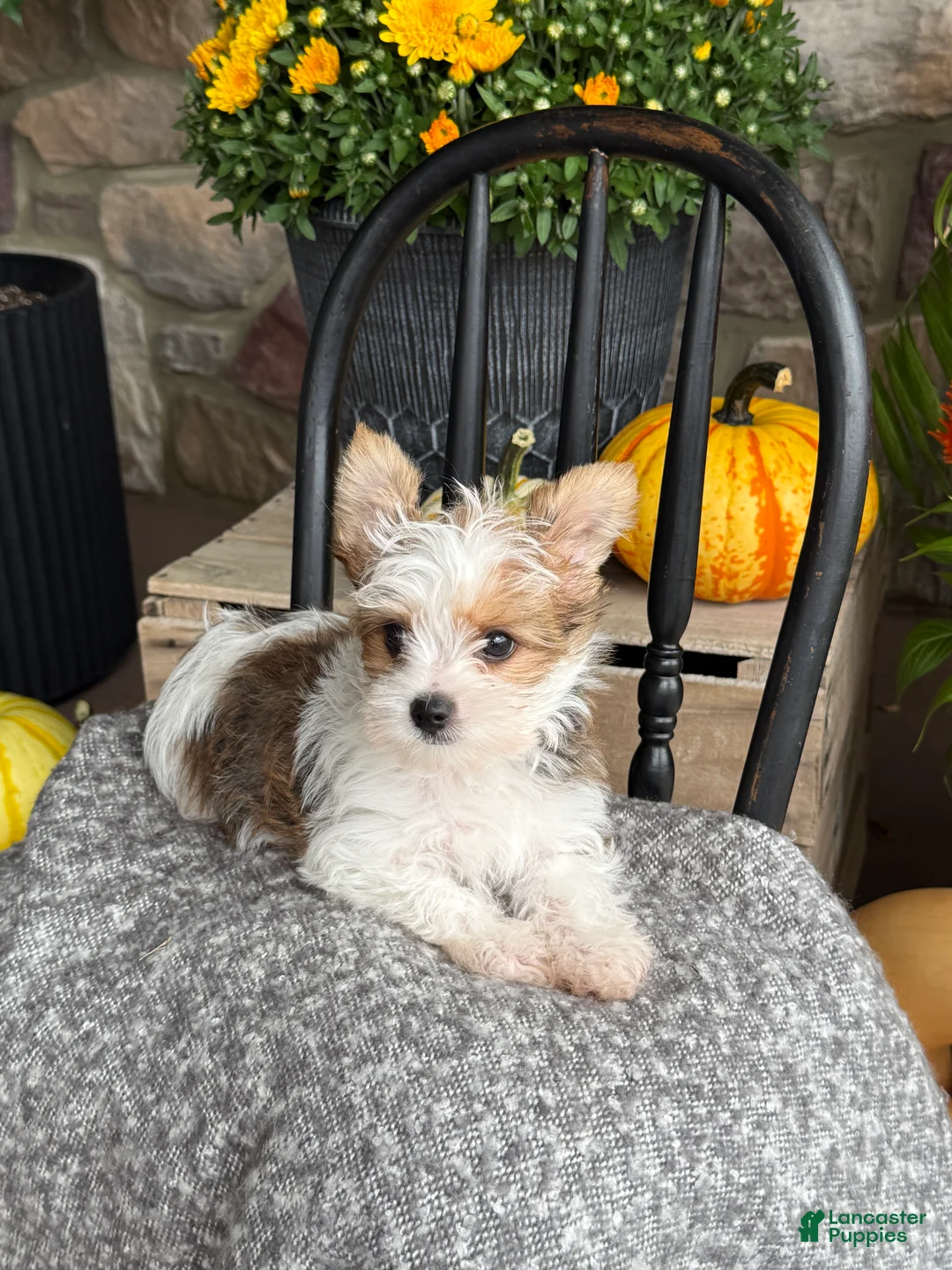 Yorkshire Terrier dogs for sale: Timmy - Ad 2