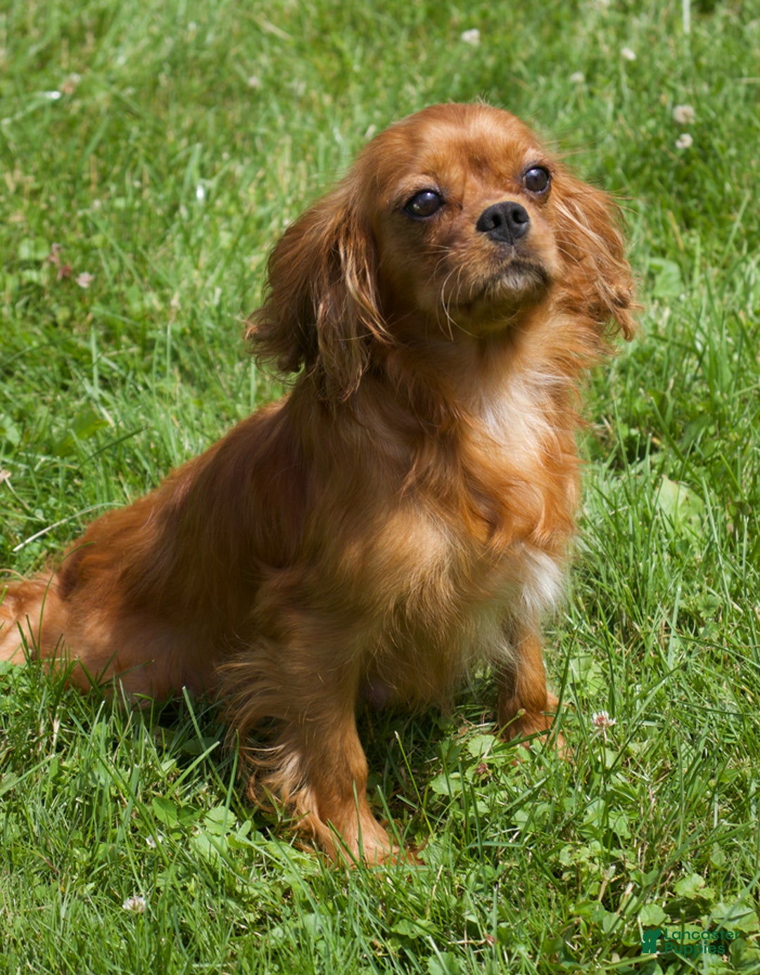 Cavalier King Charles Spaniel dogs for sale: Shannon - Ad 6