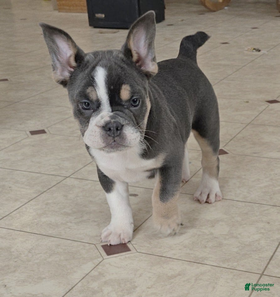 Mixed Breed dogs Mini Bulldog Blue Tri-color - Ad 14