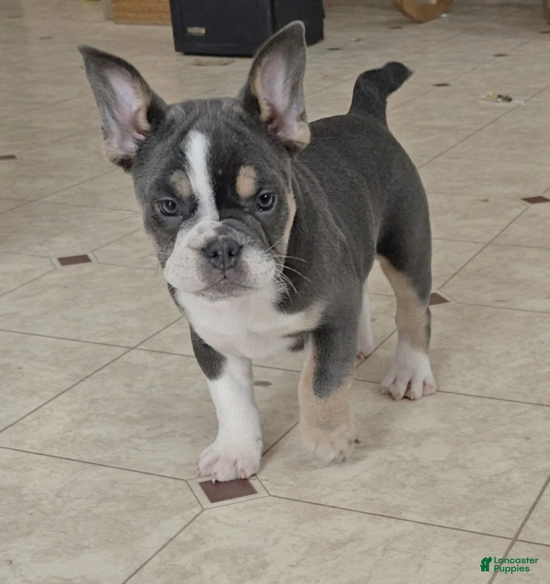 Mixed Breed dogs for sale: Mini Bulldog Blue Tri-color - Ad 1