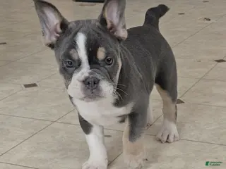 Mixed Breed dogs Mini Bulldog Blue Tri-color - Ad 14