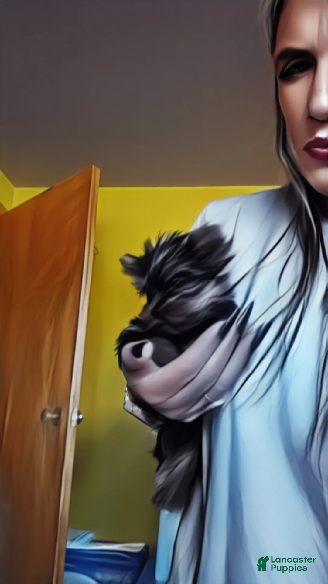 Yorkshire Terrier dogs for sale: Micro mini girl - Ad 4