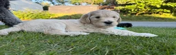 Goldendoodle dogs for sale: Violet  - Ad 2