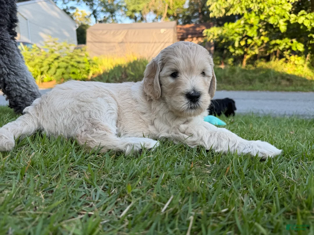 Goldendoodle dogs for sale: Violet  - Ad 2