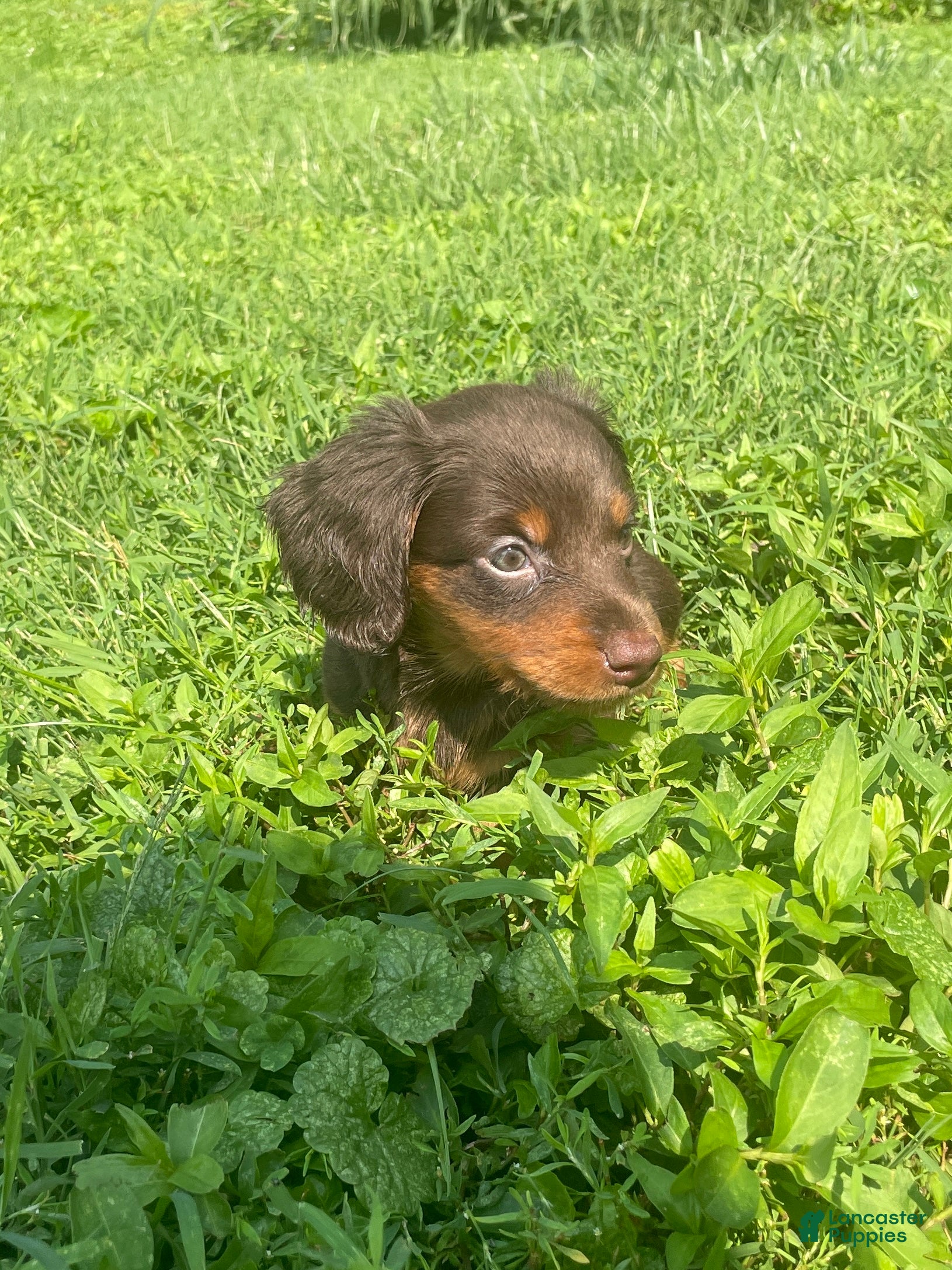 Miniature Dachshund dogs Nutella  - Ad 2