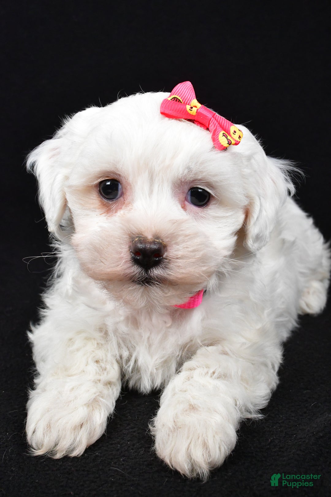 Maltipoo dogs for sale: Jane - Ad 2