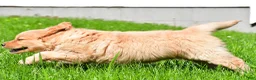 Golden Retriever dogs for sale: Sammy - Ad 8