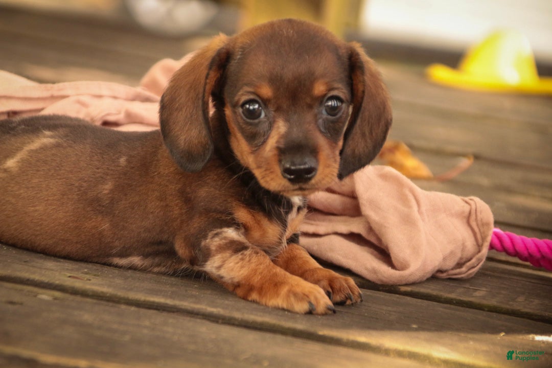 Miniature Dachshund dogs Maxine Miniature Dachshund  - Ad 1