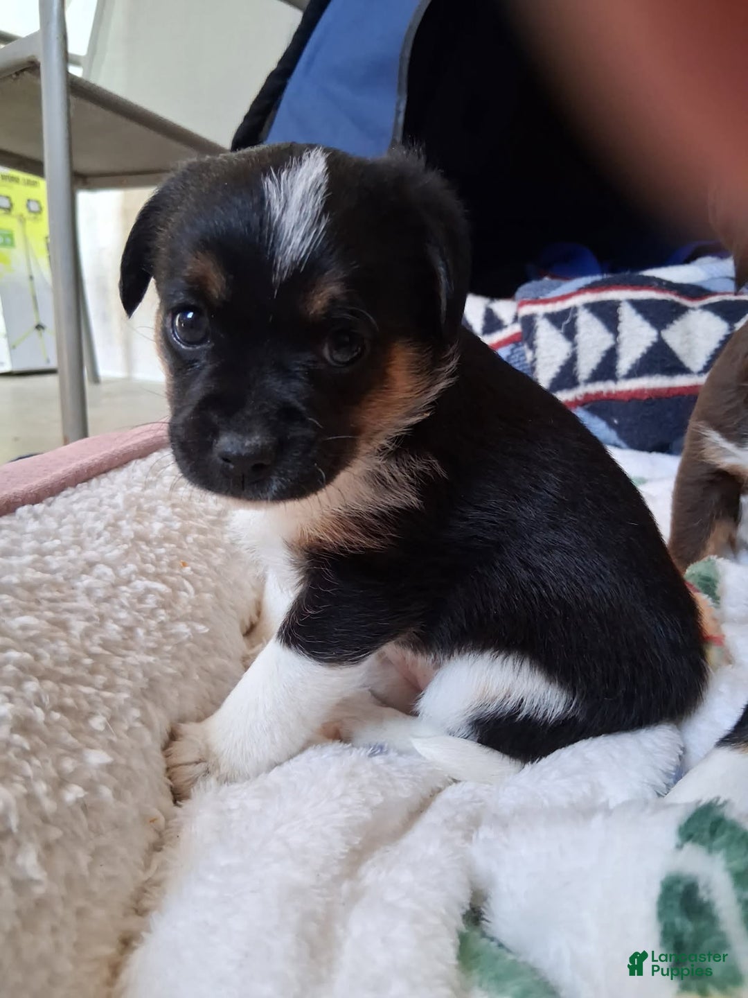 Mixed Breed dogs for sale: Mini aussie jack green - Ad 2