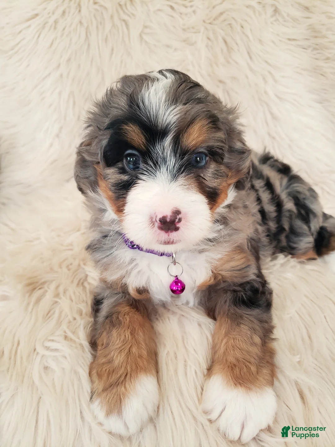 Mini Bernedoodle dogs for sale: WINONA - Ad 1