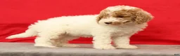 Miniature Poodle dogs for sale: Molly - Ad 9