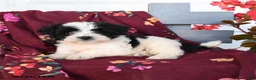Havapoo dogs for sale: Oreo - Ad 2