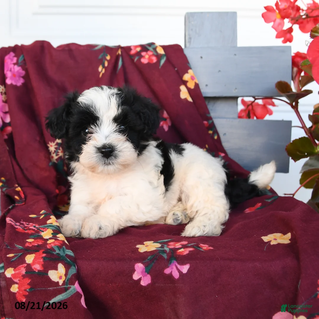 Havapoo dogs for sale: Oreo - Ad 2