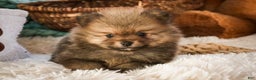 Pomeranian dogs for sale: Mr. Darcy - Ad 7
