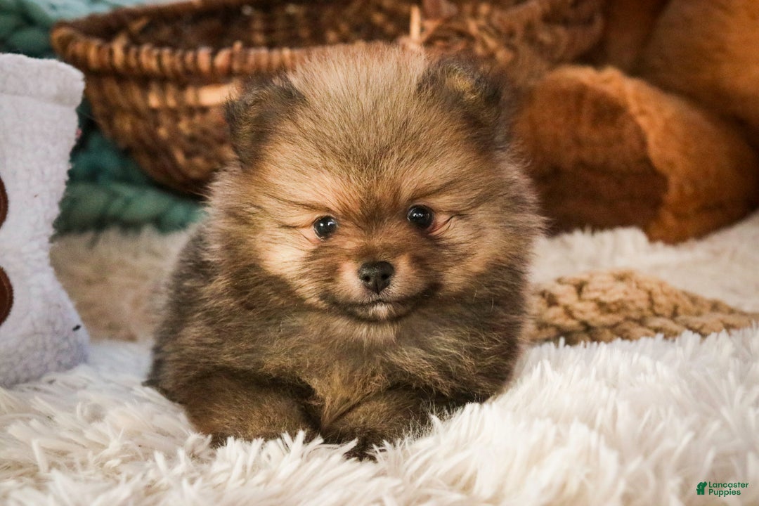 Pomeranian dogs for sale: Mr. Darcy - Ad 7