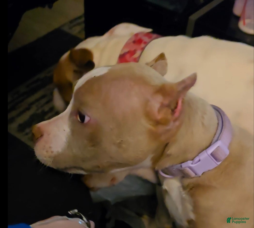 American Bully dogs Odyssey - Ad 5