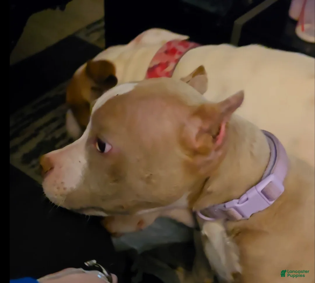 American Bully dogs for sale: Odyssey - Ad 1