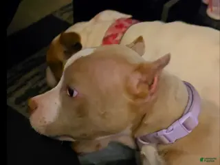 American Bully dogs Odyssey - Ad 5