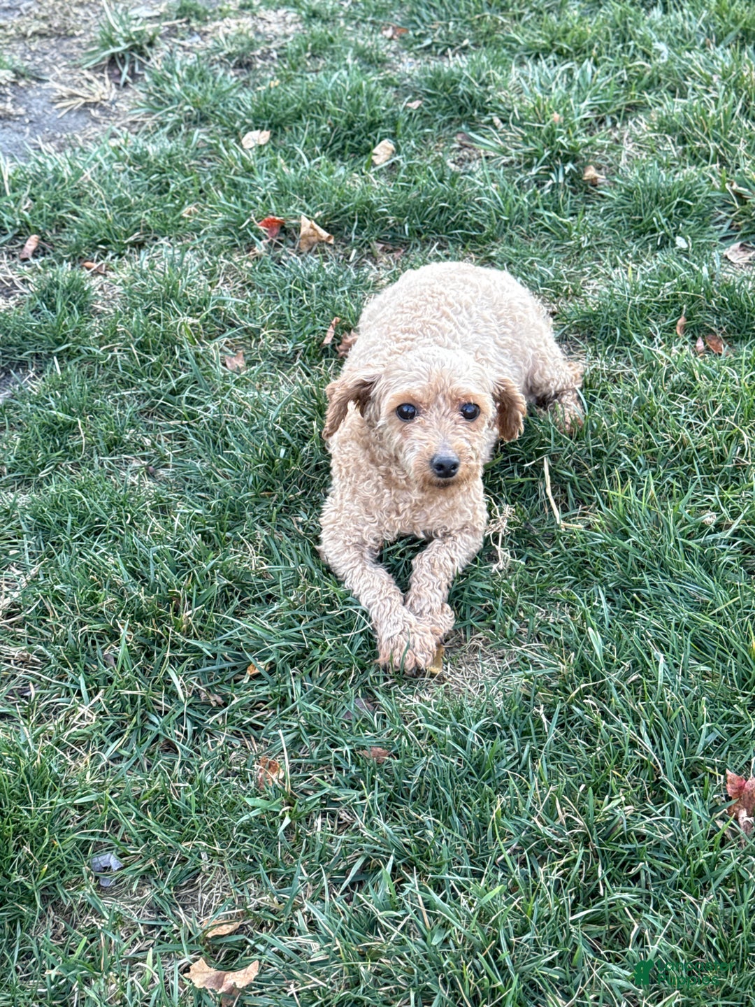 Toy Poodle dogs for sale: Trenton - Ad 12