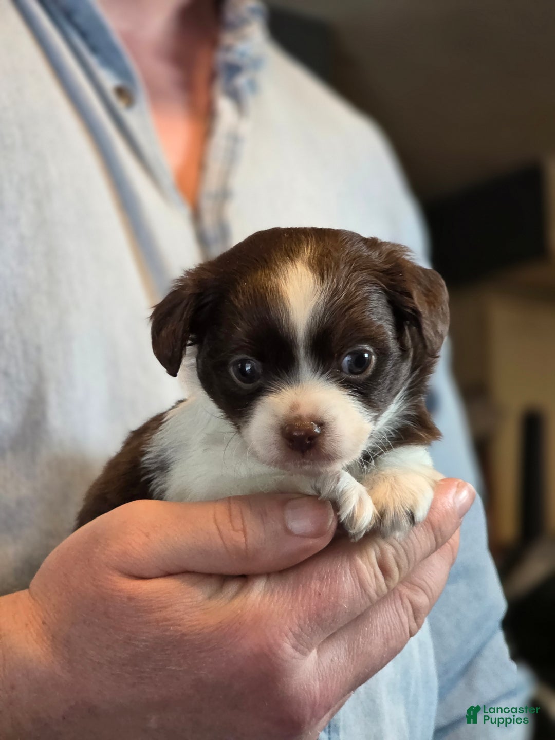 Chihuahua dogs for sale: Monterrey  - Ad 5