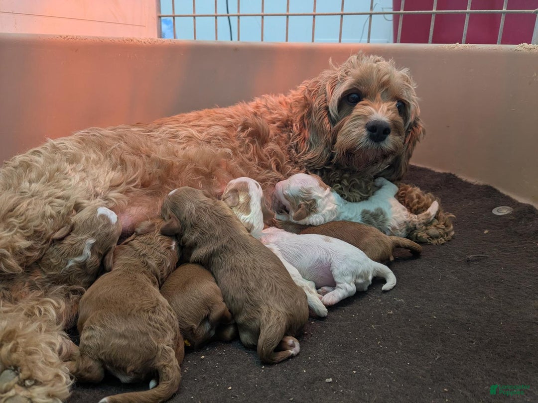Cavapoo dogs for sale: Ember - F1B Cavapoo Female - Ad 12