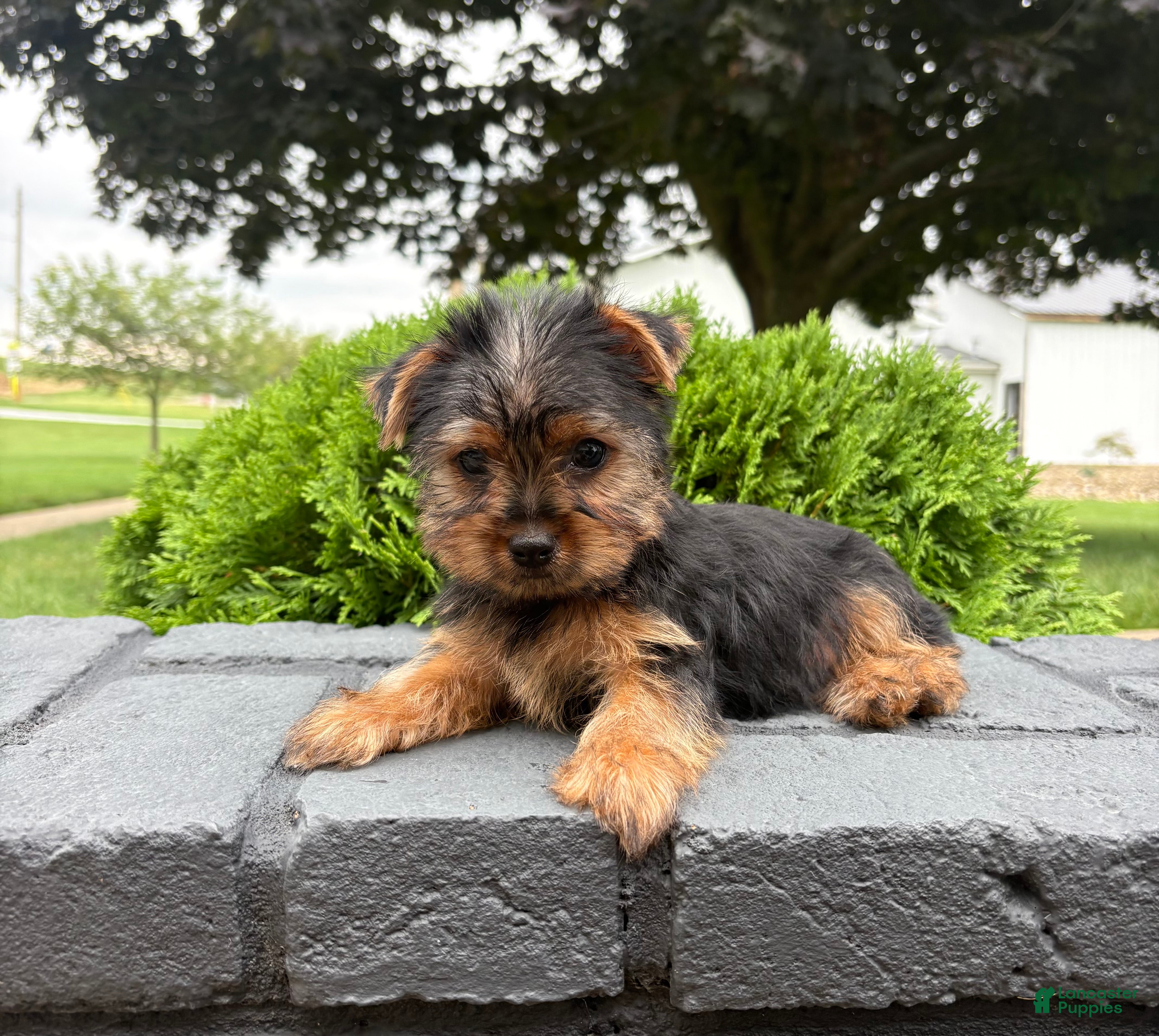Yorkshire Terrier dogs  Chase - Ad 1