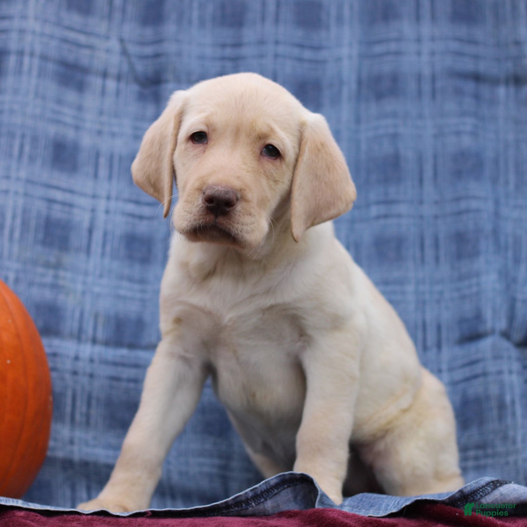 Labrador Retriever dogs for sale: Jace  - Ad 2