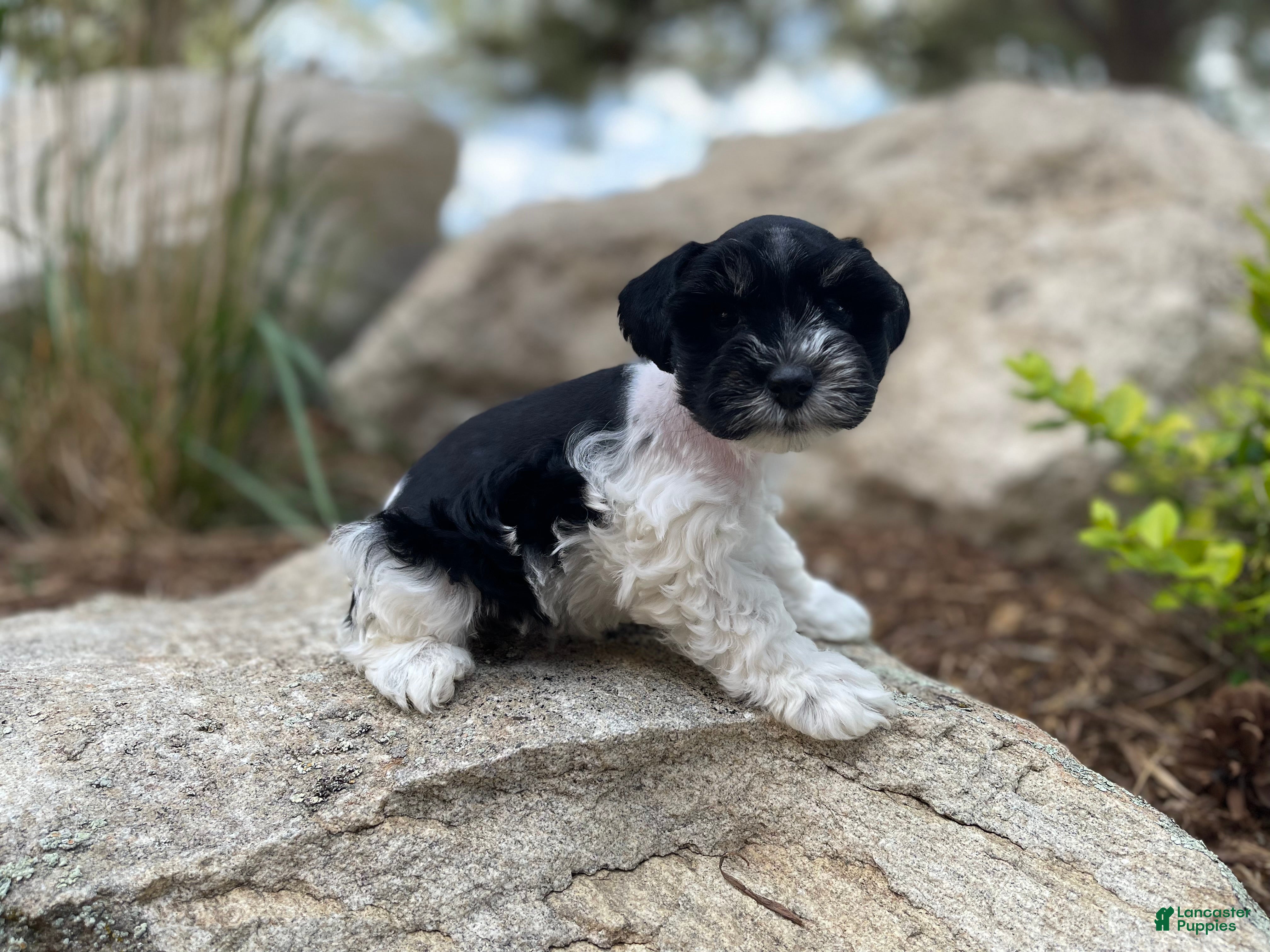 Miniature Schnauzer dogs for sale: Lily - Ad 2